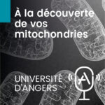 À la découverte de vos mitochondries